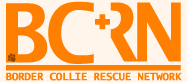 BORDER COLLIE RESCUE NETWORKi{[_[R[XL[lbg[Nj
