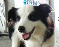 ピクシー