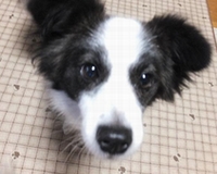 ドリス