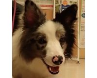 ノア