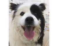 シャロン